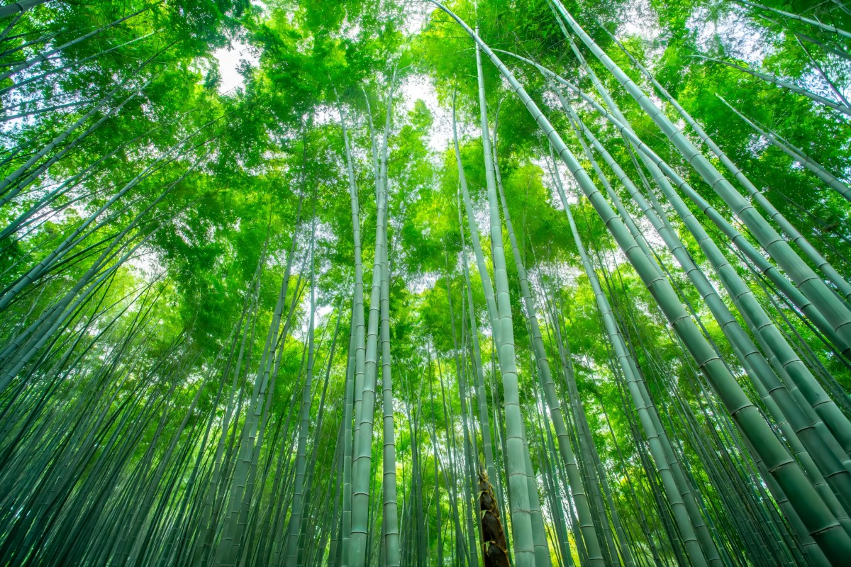 bamboo tree