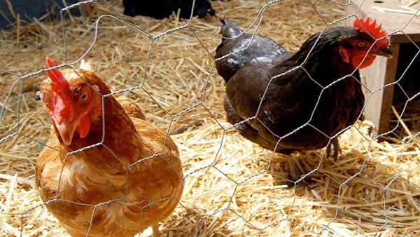 chicken wire