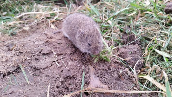 vole repeller