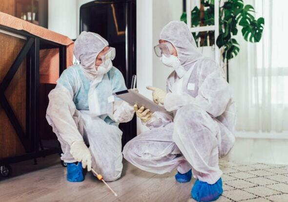 get rid of bed bugs