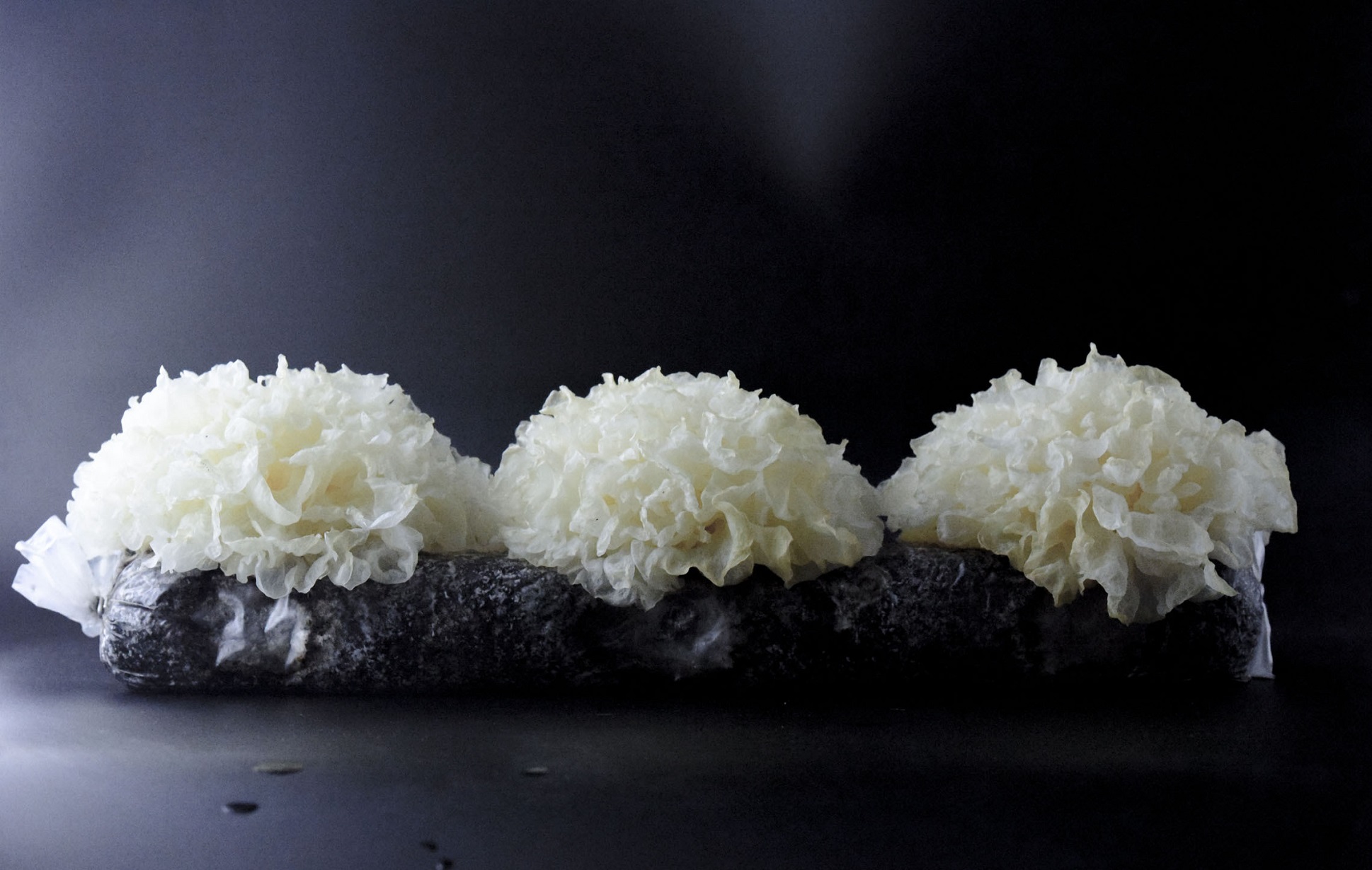 tremella extract