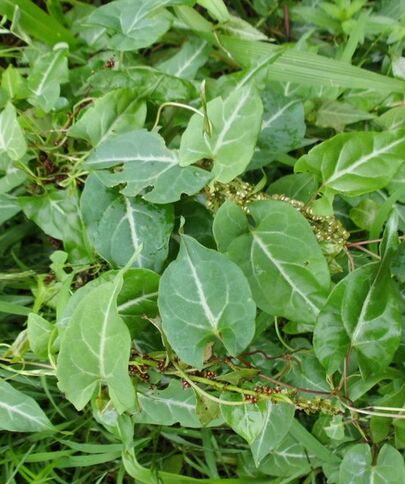 What are the benefits of fleeceflower tubers