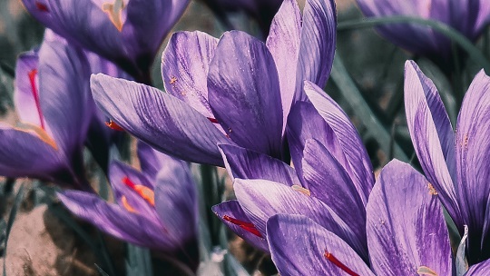 saffron extract