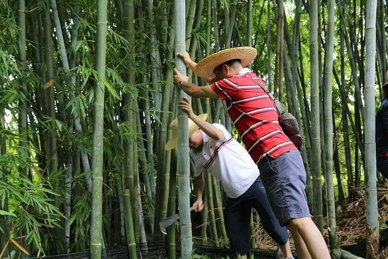Bamboo skewers