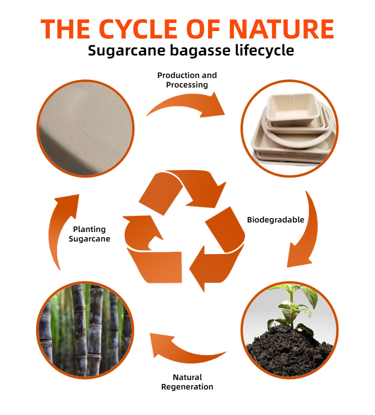 Let Biodegradable Sugarcane Bagasse Tableware into Our Life