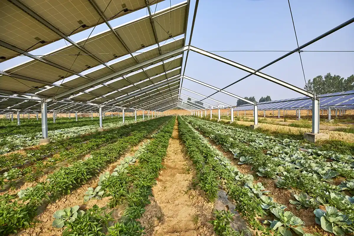Caso de proyecto de agricultura + sistema fotovoltaico