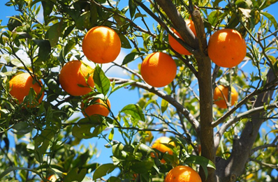 How much does it cost to operate an orange juice vending machine?