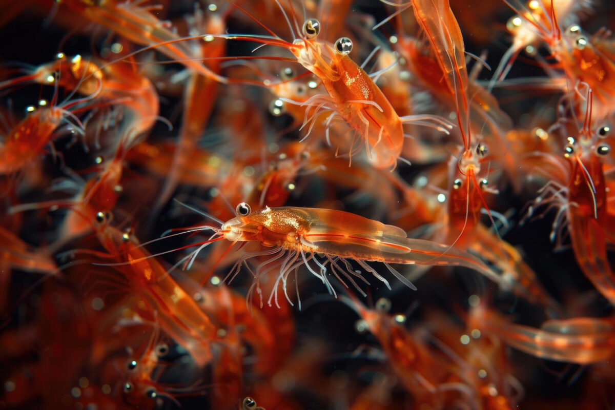 Was ist Krill Oil