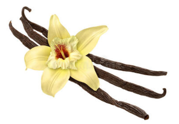 What is Vanilla Bean Extract