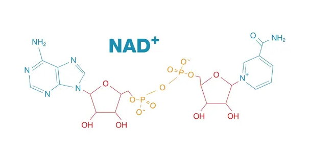 تقديم NAD+