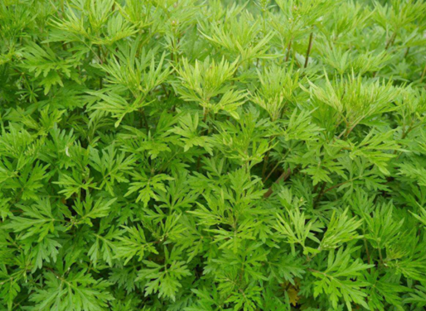 Artemisinin