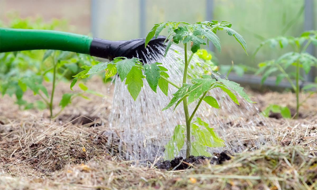 Why Choose Ammonium Glyphosate