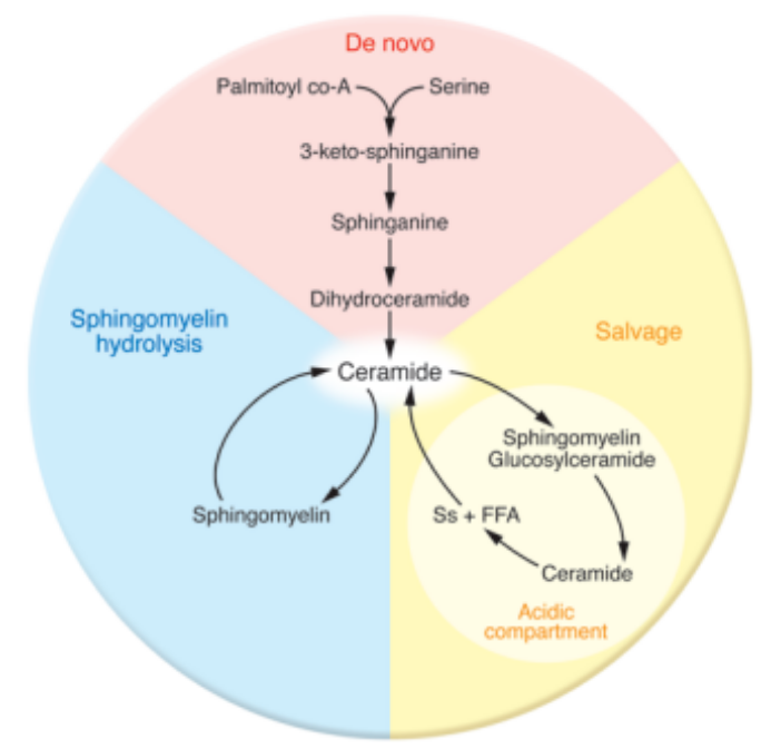 Moisturizing effect of ceramide
