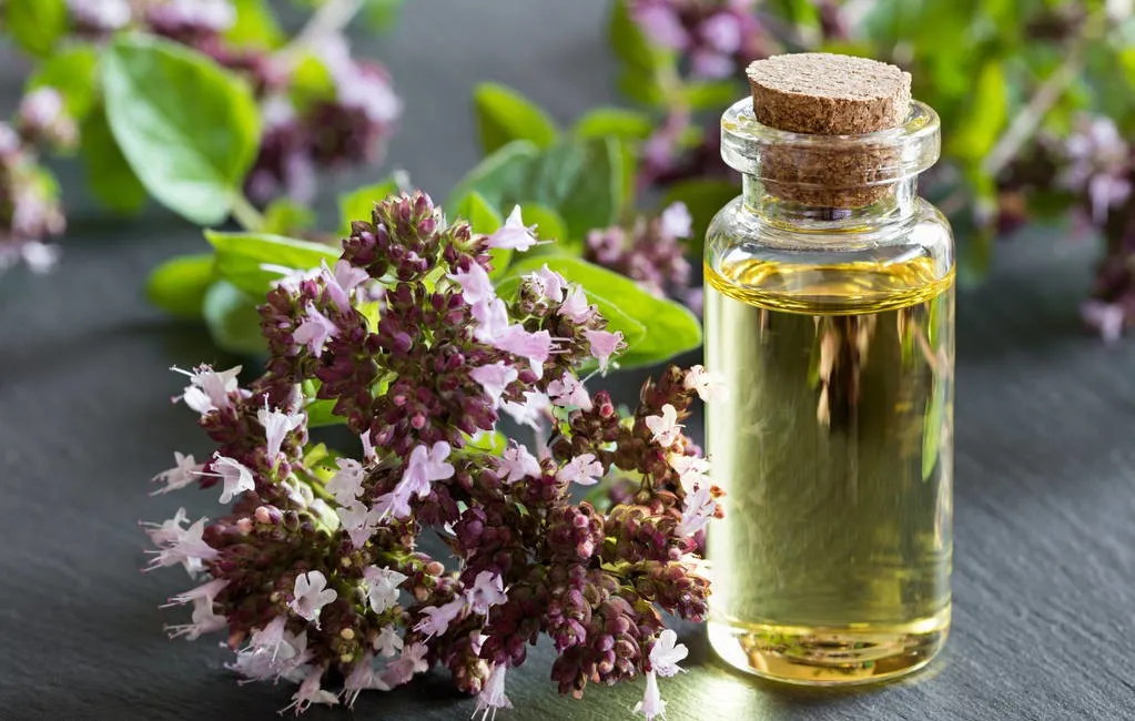 How to use oregano oil