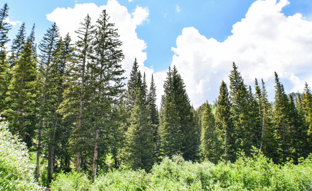 What Is Pine Pollen Powder