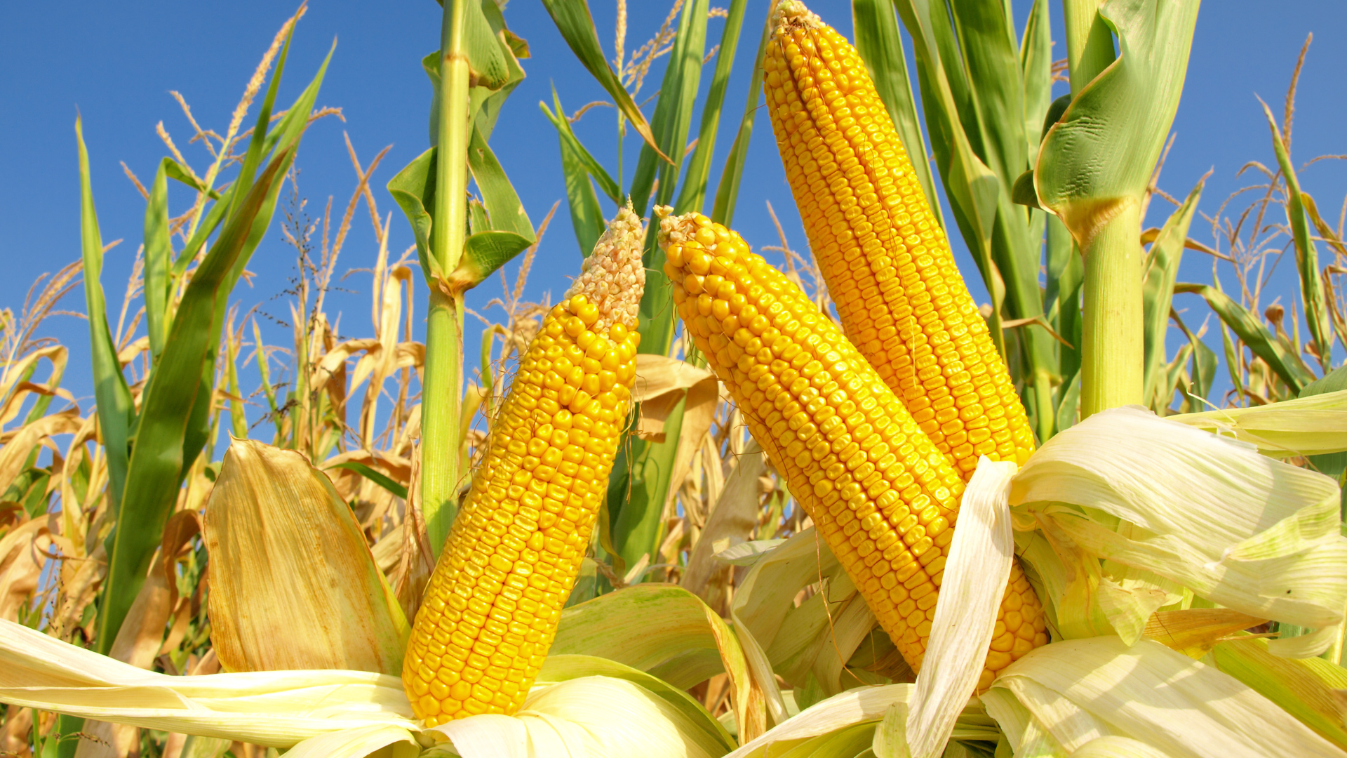 So steigern Sie Ihre Ernährung mit Maisprotein