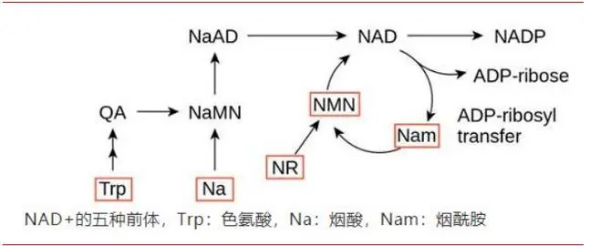 تقديم NAD+