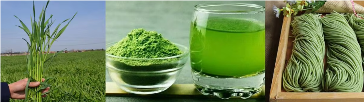 How to Drink Barley Grass Powder