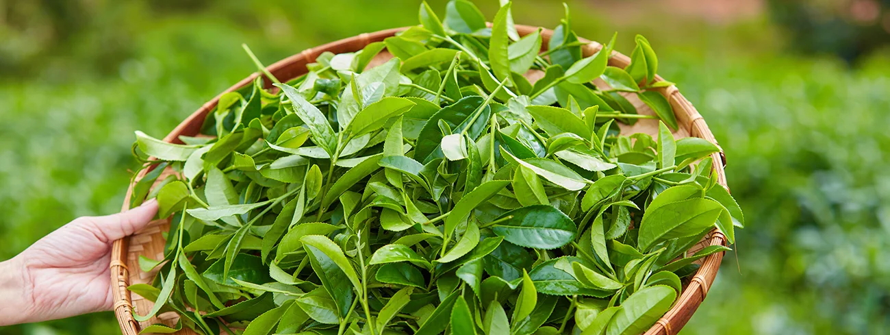 L Theanine