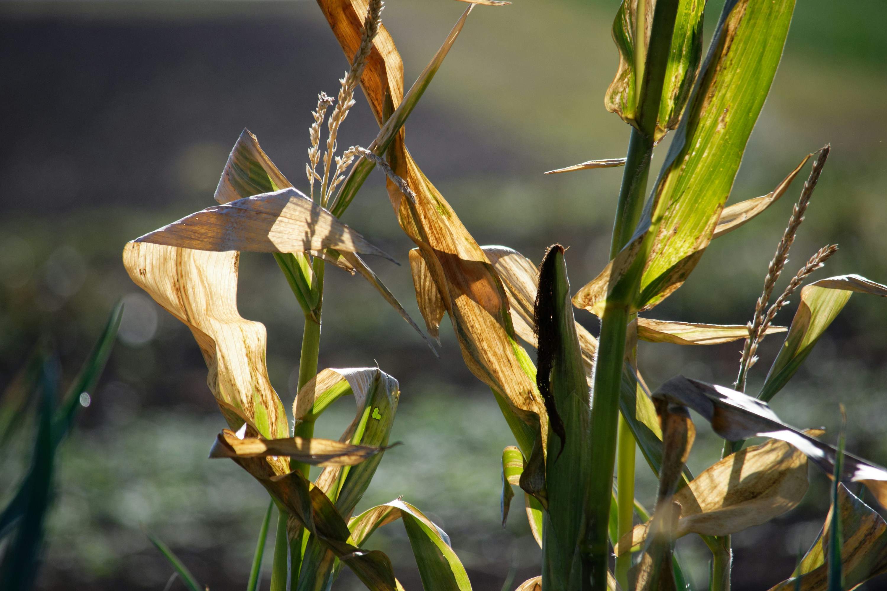 Copper toxicity in soil decreases chloroplast stability, lowering energy production and yield. However, chelated micronutrients protect chlorophyll synthesis by keeping copper and other metals in bioavailable yet non-toxic forms.