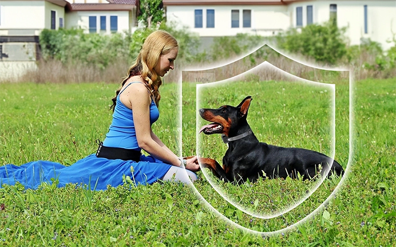 the protection of gps dog fence
