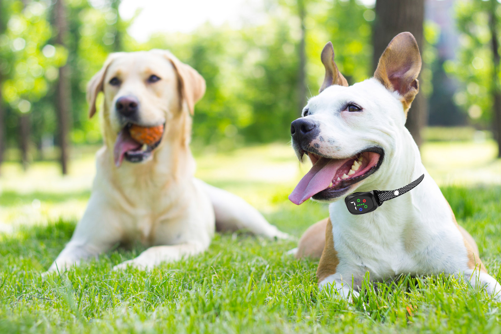 dogs with anti bark collars