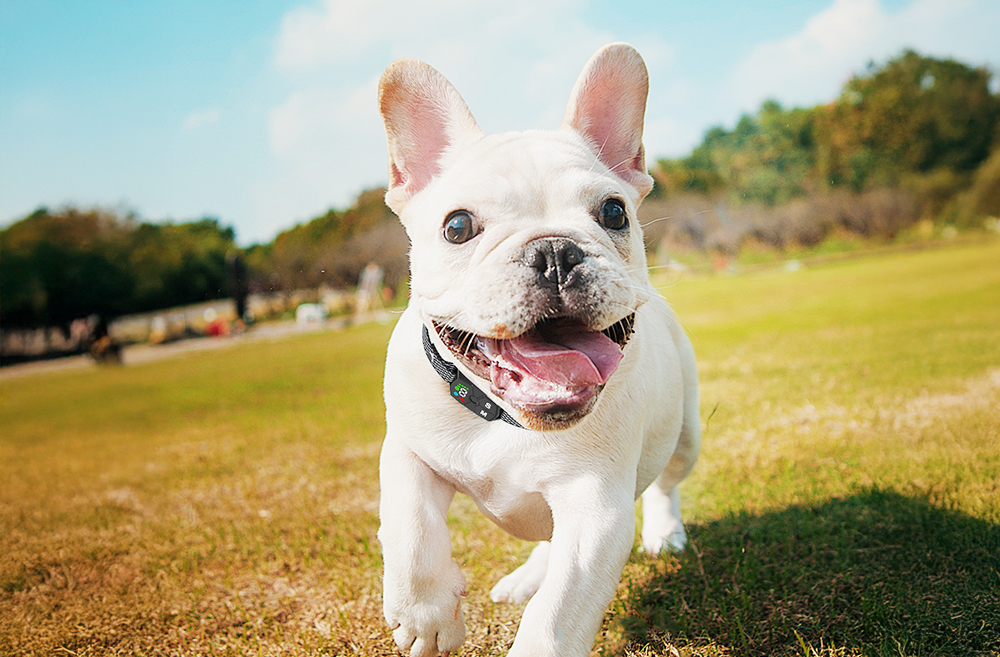 dog with anti-bark collar