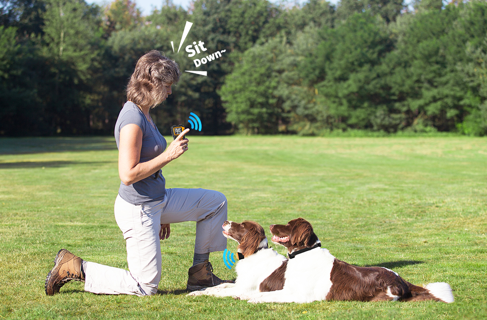 training a dog