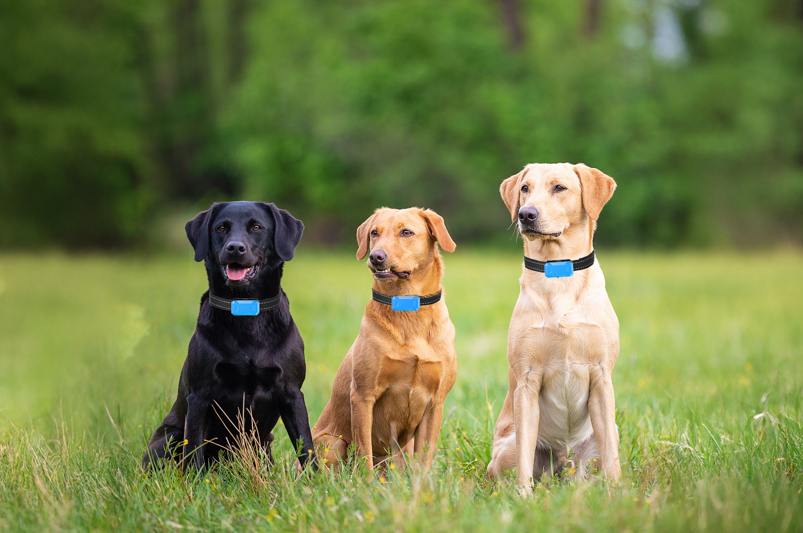 3 dogs with anti bark collars