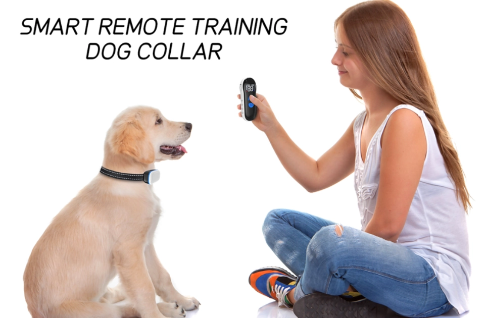 training a dog with remote control collar