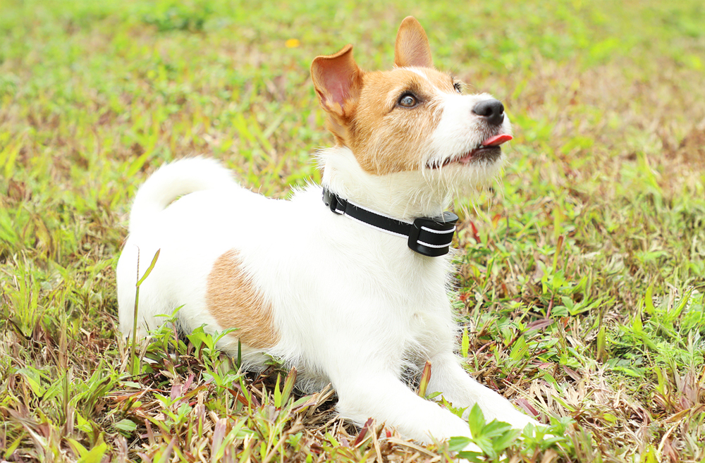 dog with anti-bark collar