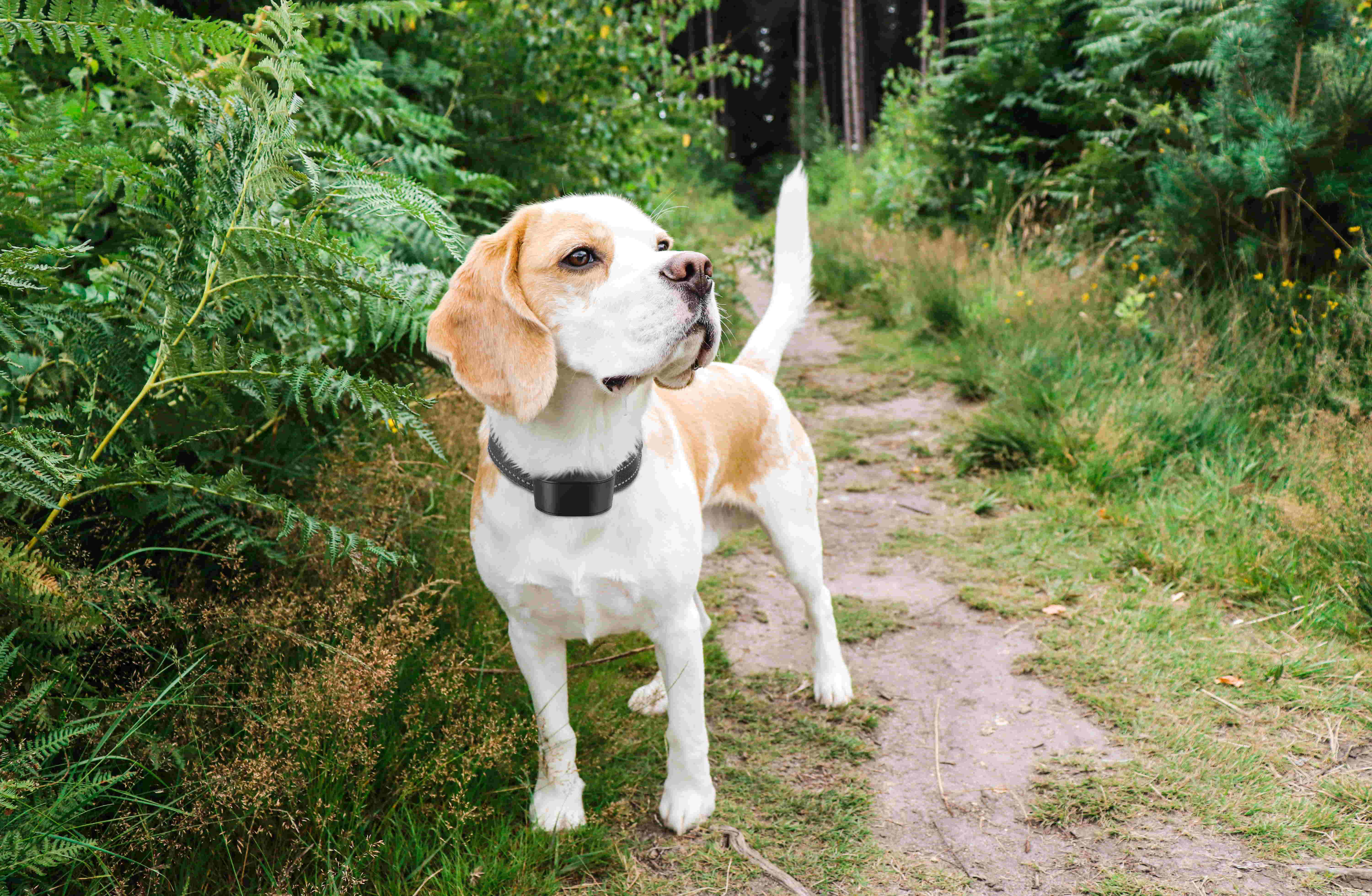 a dog with a collar