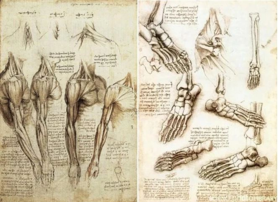 Leonardo da Vinci’s anatomical drawings – early history of radiology