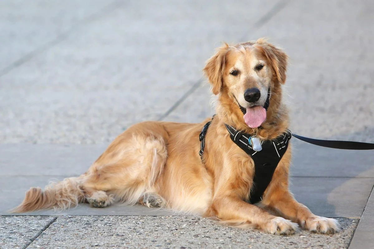 El mejor arnés para Golden Retriever