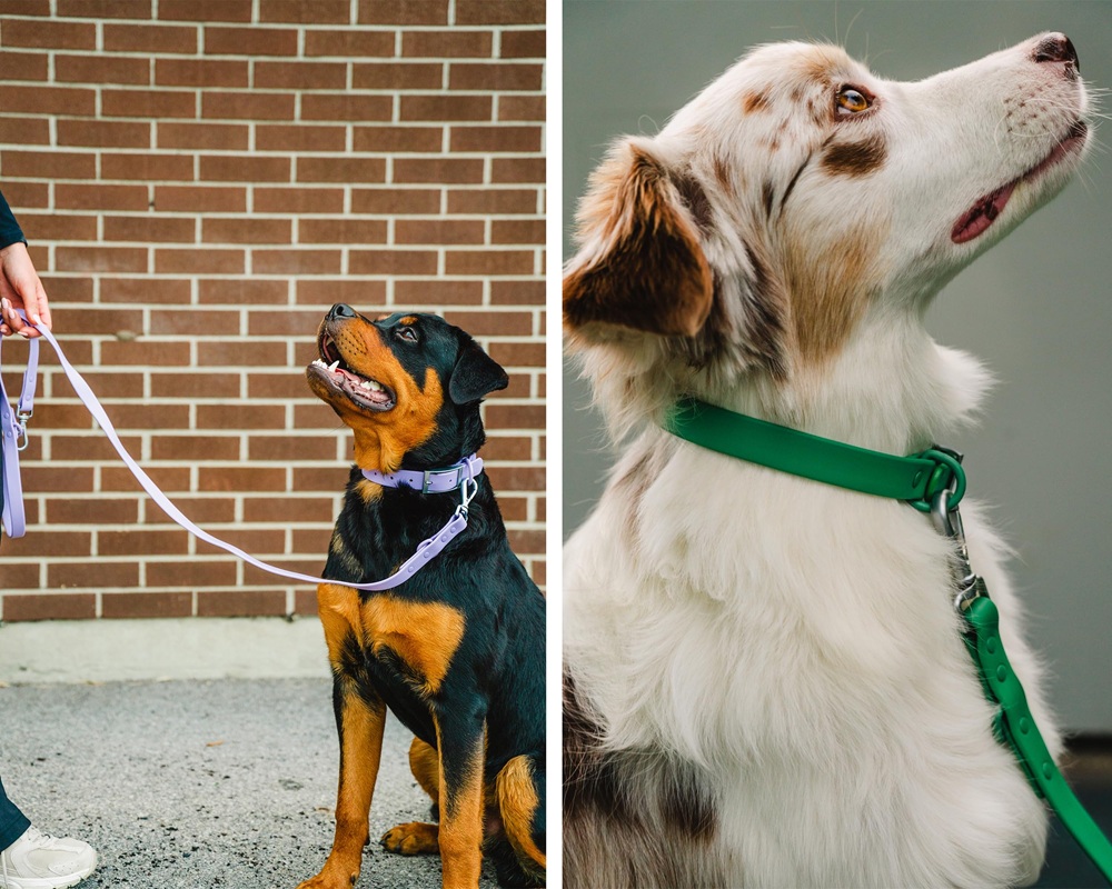 dog leash collar