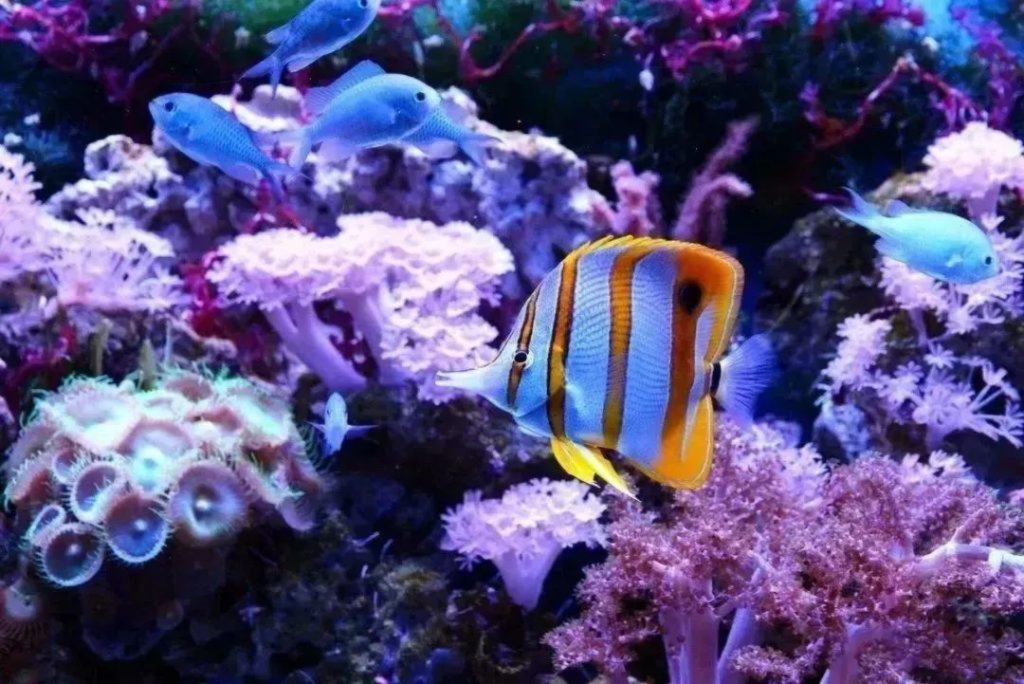 A Colorful and Vibrant Underwater World