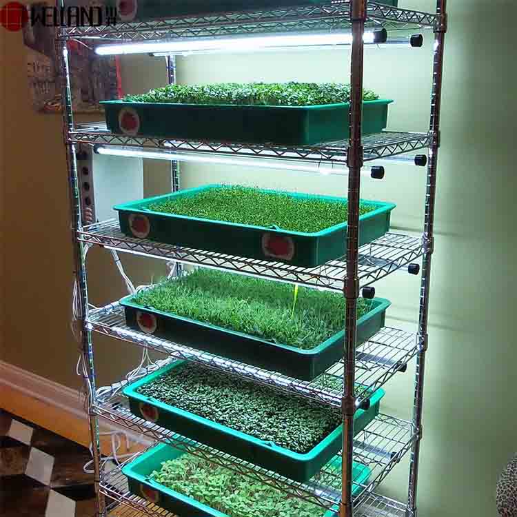 Prateleiras para cultivo de plantas de venda imperdível
