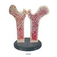 Giant Femur Bone