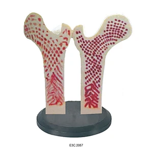 Giant Femur Bone