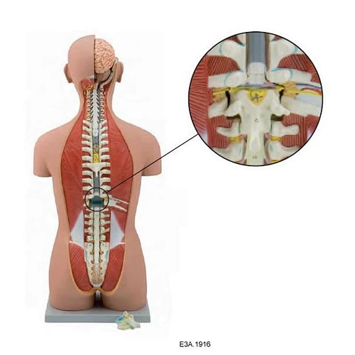 Duel-Sex Exchange Deluxe Torso,Open Back, 27 parts