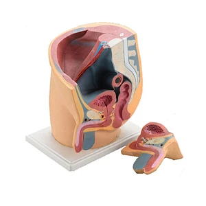 Xương chậu nam, 2 phần