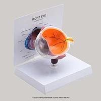 Half Eye Ball Model, 3 parts, without the card