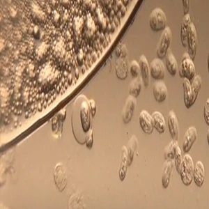 Microscopio pieghevole, 500x