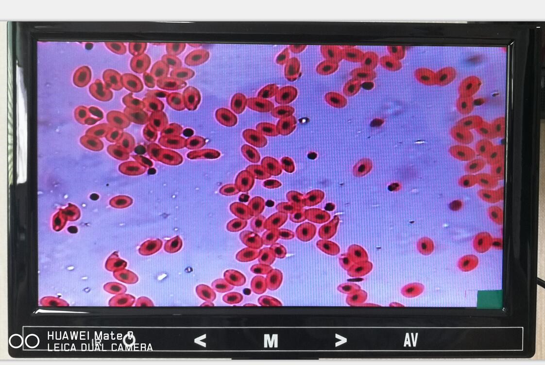 A33.5101-03.jpg
