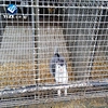 dog cage cage