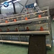 broiler chicken layers cage