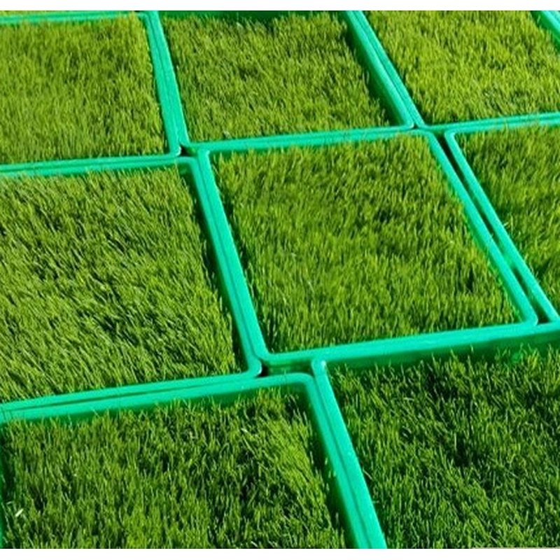 Autamatic animal fodder growing system hydroponic machine