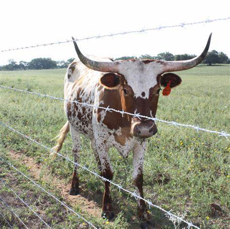 ELECTRO GALVANIZED BARBED WIRE