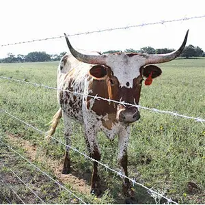 ELECTRO GALVANIZED BARBED WIRE