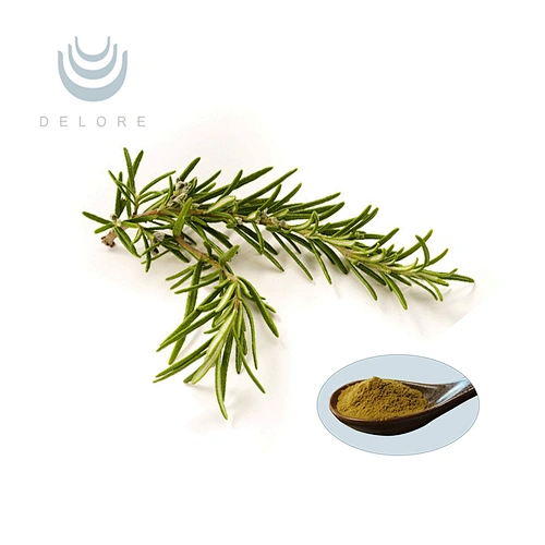 Rosemary Extract-Rosmarinic acid